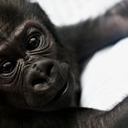 Gorillababy