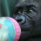 Gorillababy