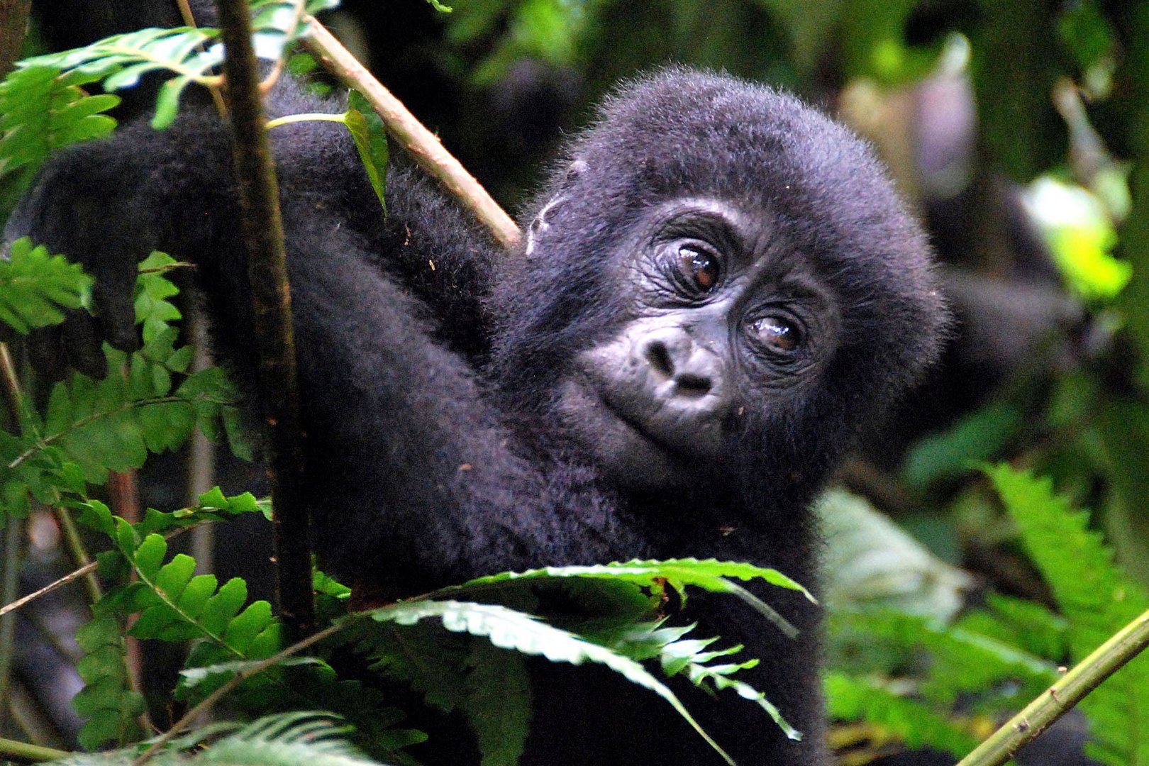 Gorillababy: Bwindi Impenetrable Forest