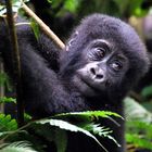 Gorillababy: Bwindi Impenetrable Forest