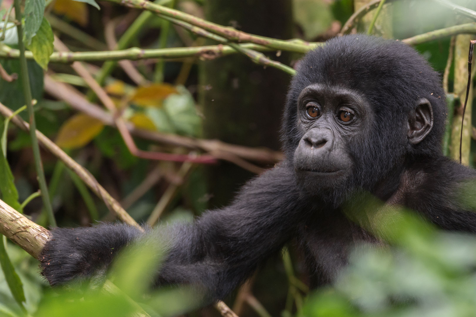 Gorillababy - ein Mitglied der Bitukura Familie