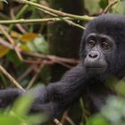 Gorillababy - ein Mitglied der Bitukura Familie