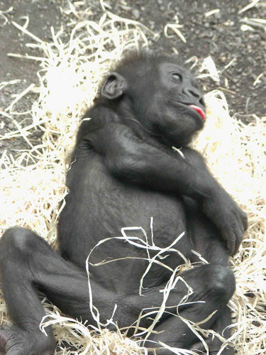 Gorillababy ein paar Woche alt