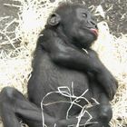Gorillababy ein paar Woche alt