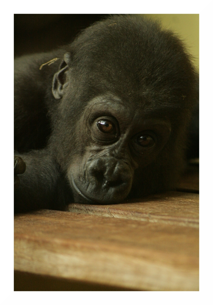 Gorillababy im Heidelberger Zoo