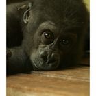 Gorillababy im Heidelberger Zoo