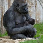 Gorillababy im Münsteraner Zoo verletzt !!