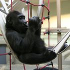Gorillababy in der Aufzuchtstation der Wilhelma