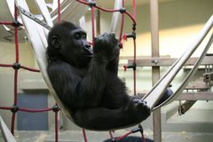 Gorillababy in der Aufzuchtstation der Wilhelma