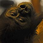 Gorillababy in der Wilhelma