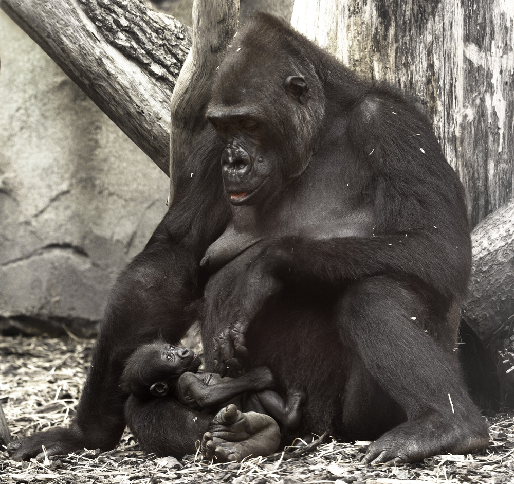 Gorillababy "Sawa" 1 Monat mit Mutter Rebecca (2)
