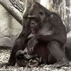 Gorillababy "Sawa" 1 Monat mit Mutter Rebecca (2)