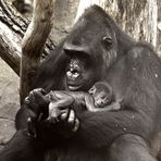 Gorillababy "Sawa" 1 Monat mit Mutter Rebecca
