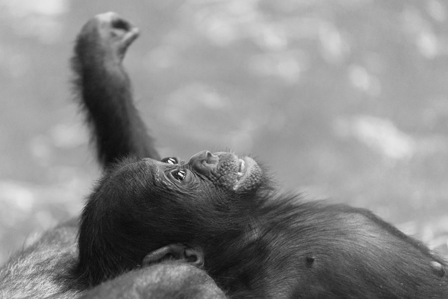 Gorillababy (Zoo Stuttgart Wilhelma)