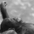 Gorillababy (Zoo Stuttgart Wilhelma)