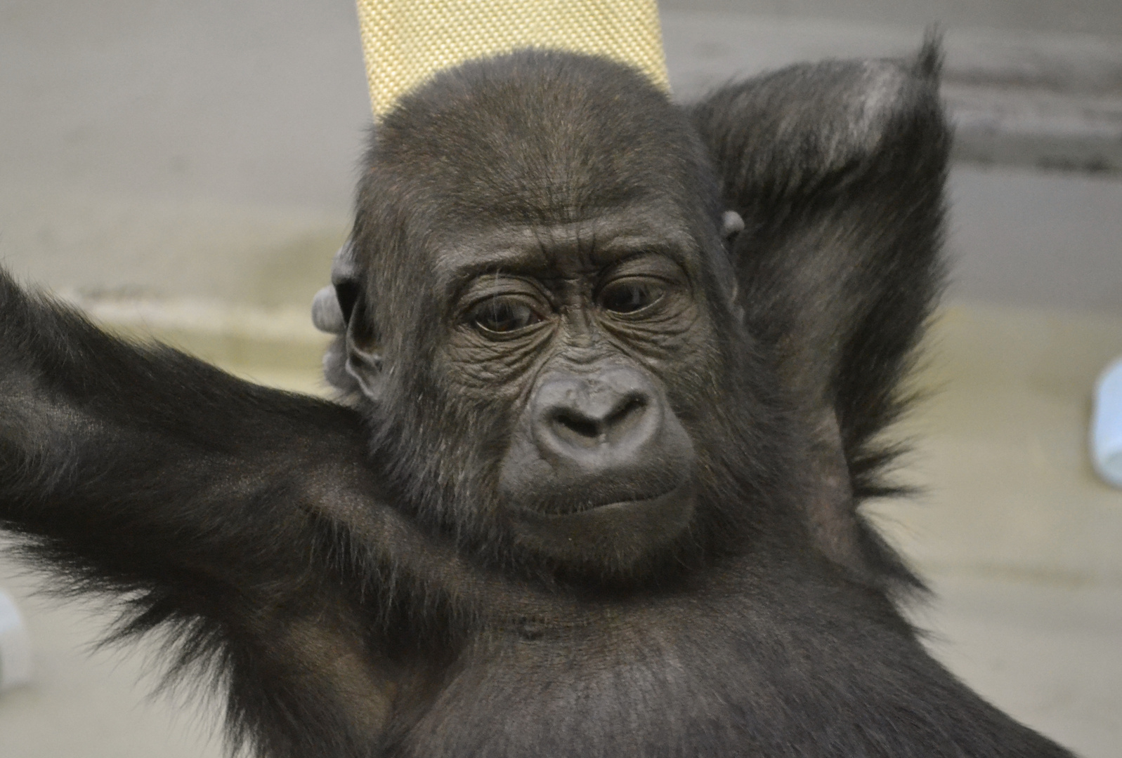 Gorillabub Tano in der Wilhelma