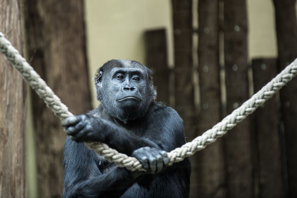 Gorilladame von bisgleich 