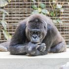 Gorilladame am relaxen