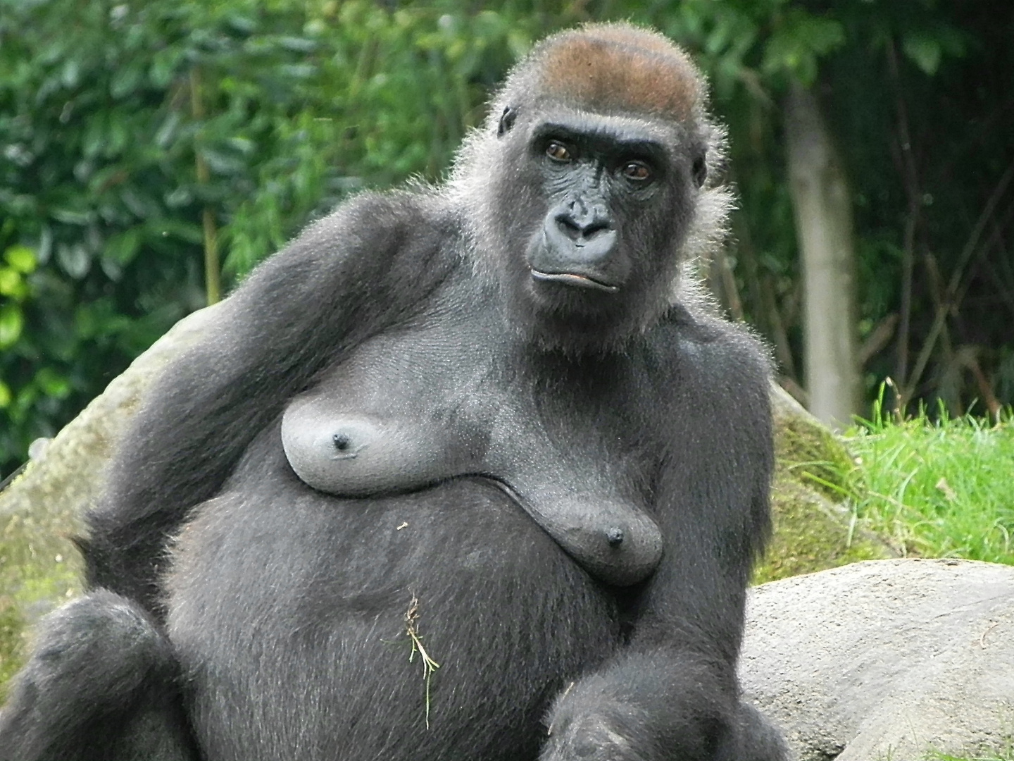 Gorilladame Big Mama