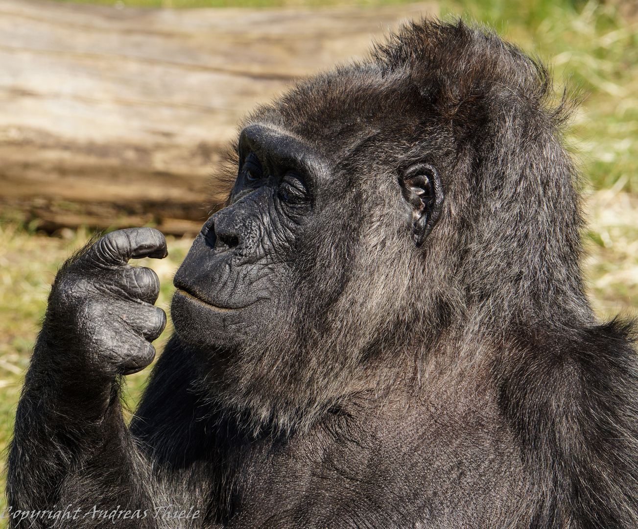 Gorilladame Fatou betrachtet interessiert ihren Finger.