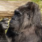 Gorilladame Fatou betrachtet interessiert ihren Finger.