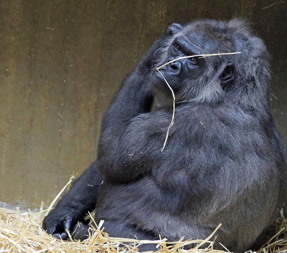 Gorilladame in Krefeld