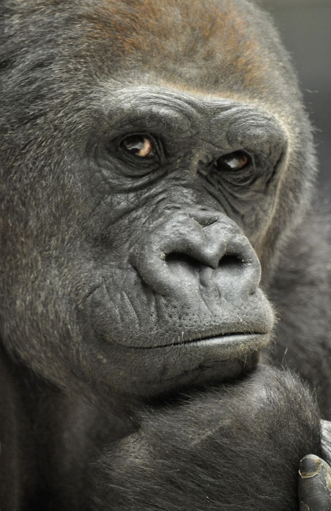 Gorilladame LENA - Tiergarten Nürnberg