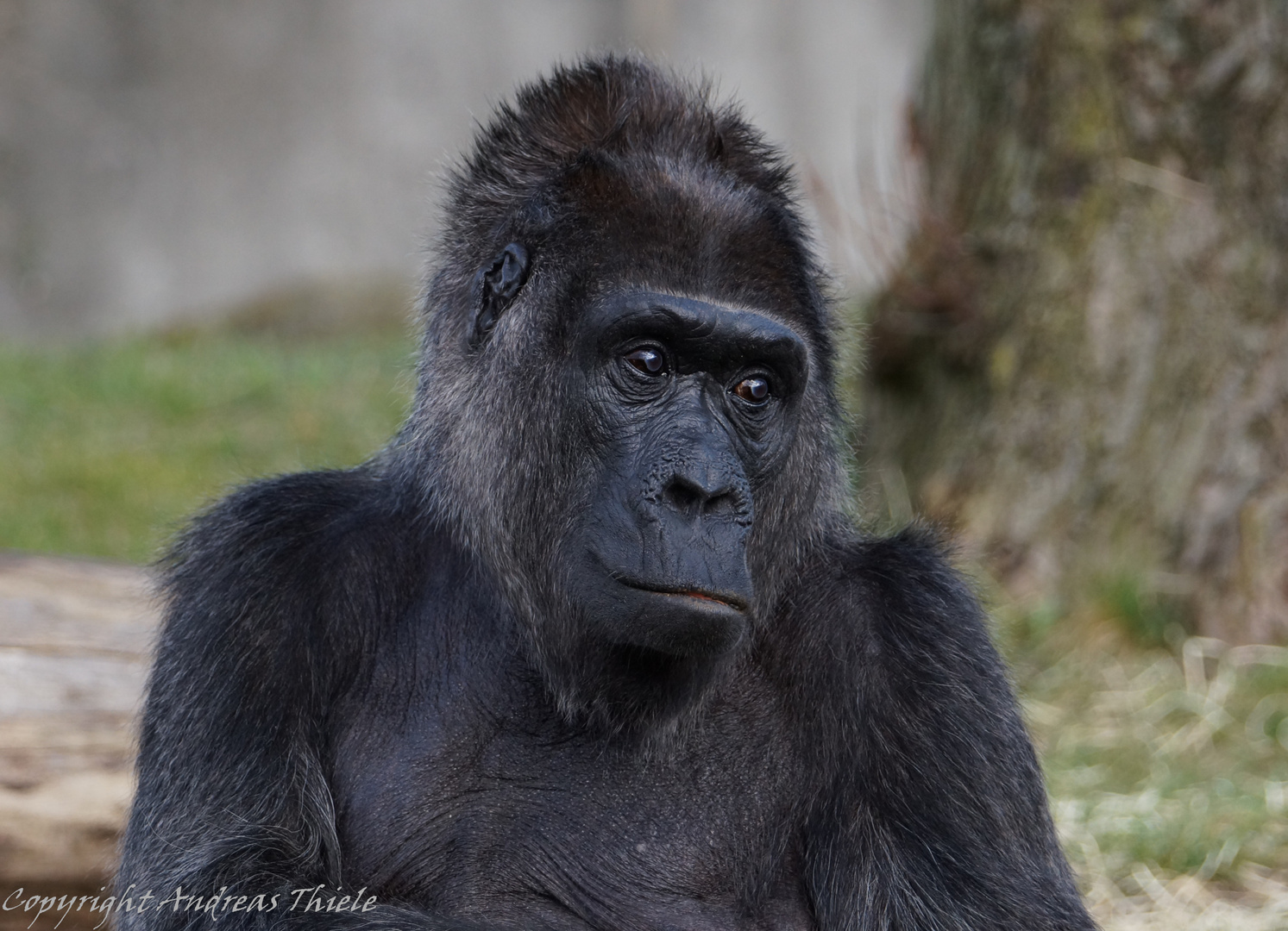 Gorilladame schaut irgendwie traurig drein.