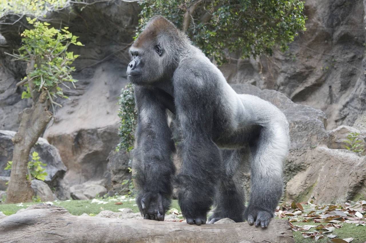 Gorilla_DSC5161k