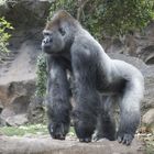 Gorilla_DSC5161k