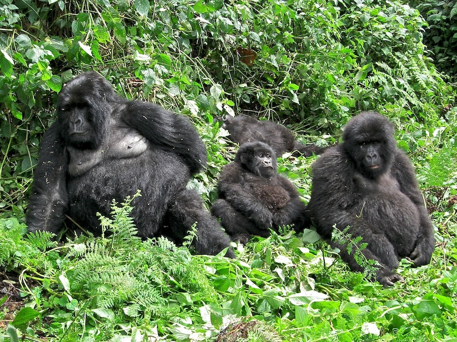 Gorillafamilie mit Little Buddha