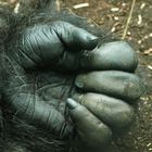 Gorillahand ...