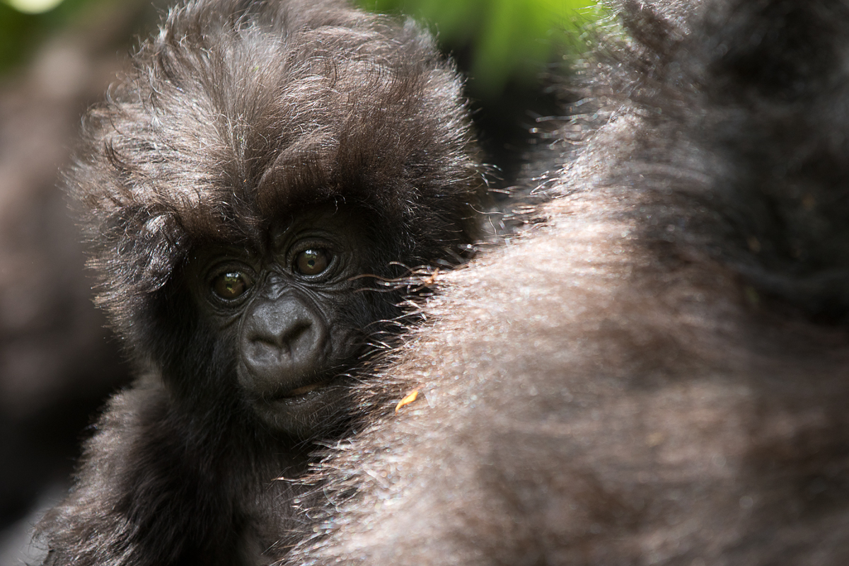 Gorillajunges Foto & Bild africa, eastern africa, tiere Bilder auf