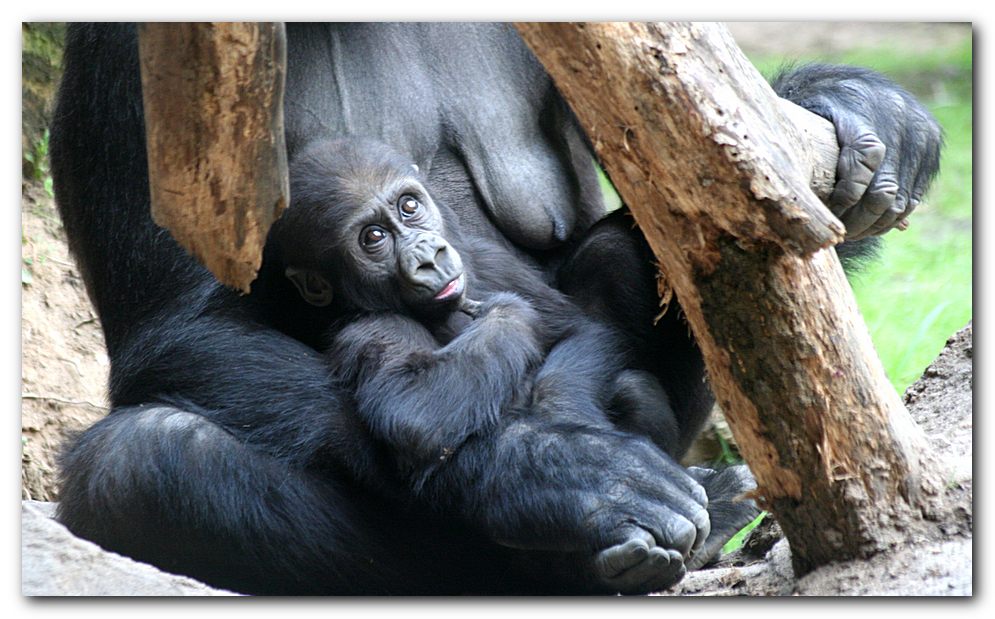 Gorillajunges im neuen Borgoriwald im Zoo Frankurt