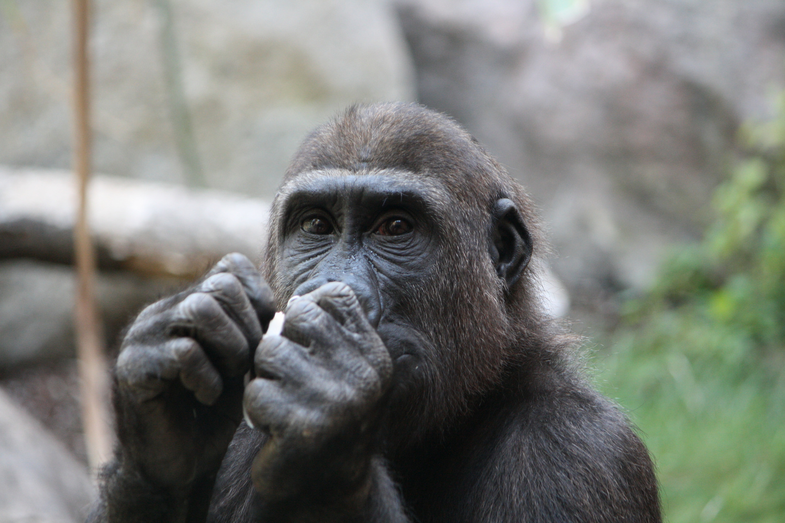 Gorillajunges im Zoo Hellabrunn