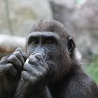 Gorillajunges im Zoo Hellabrunn