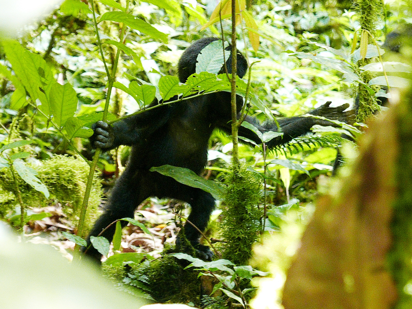 Gorillakind im Blätterwald