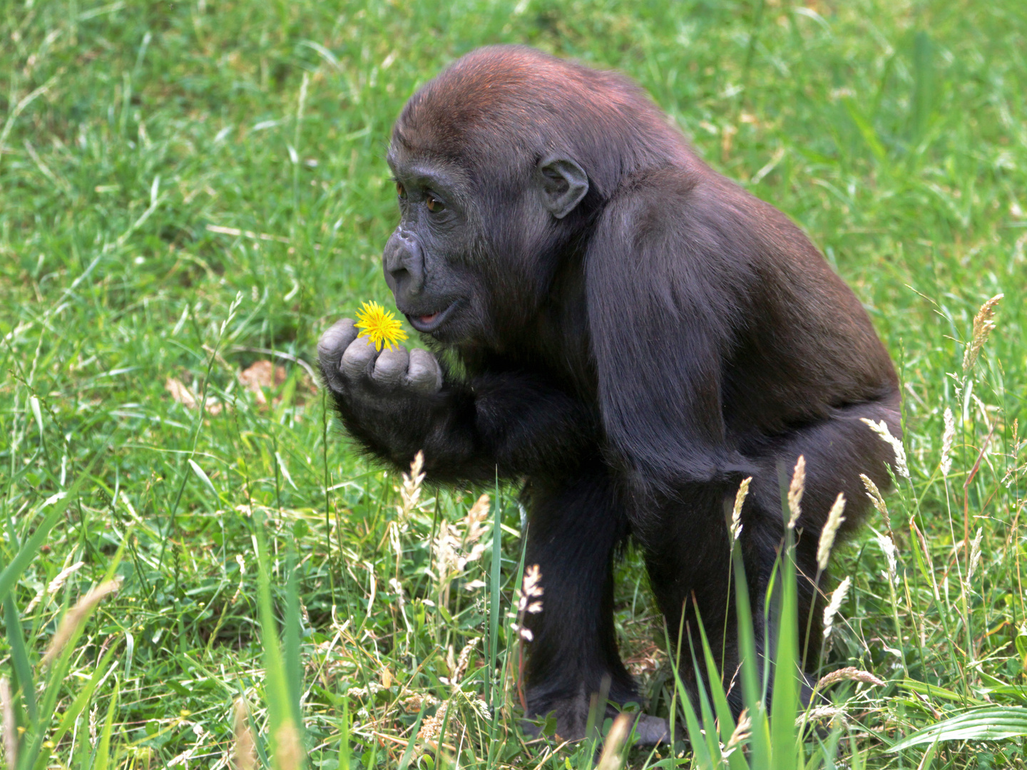 Gorillakind im Leipziger Zoo