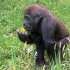 Gorillakind im Leipziger Zoo