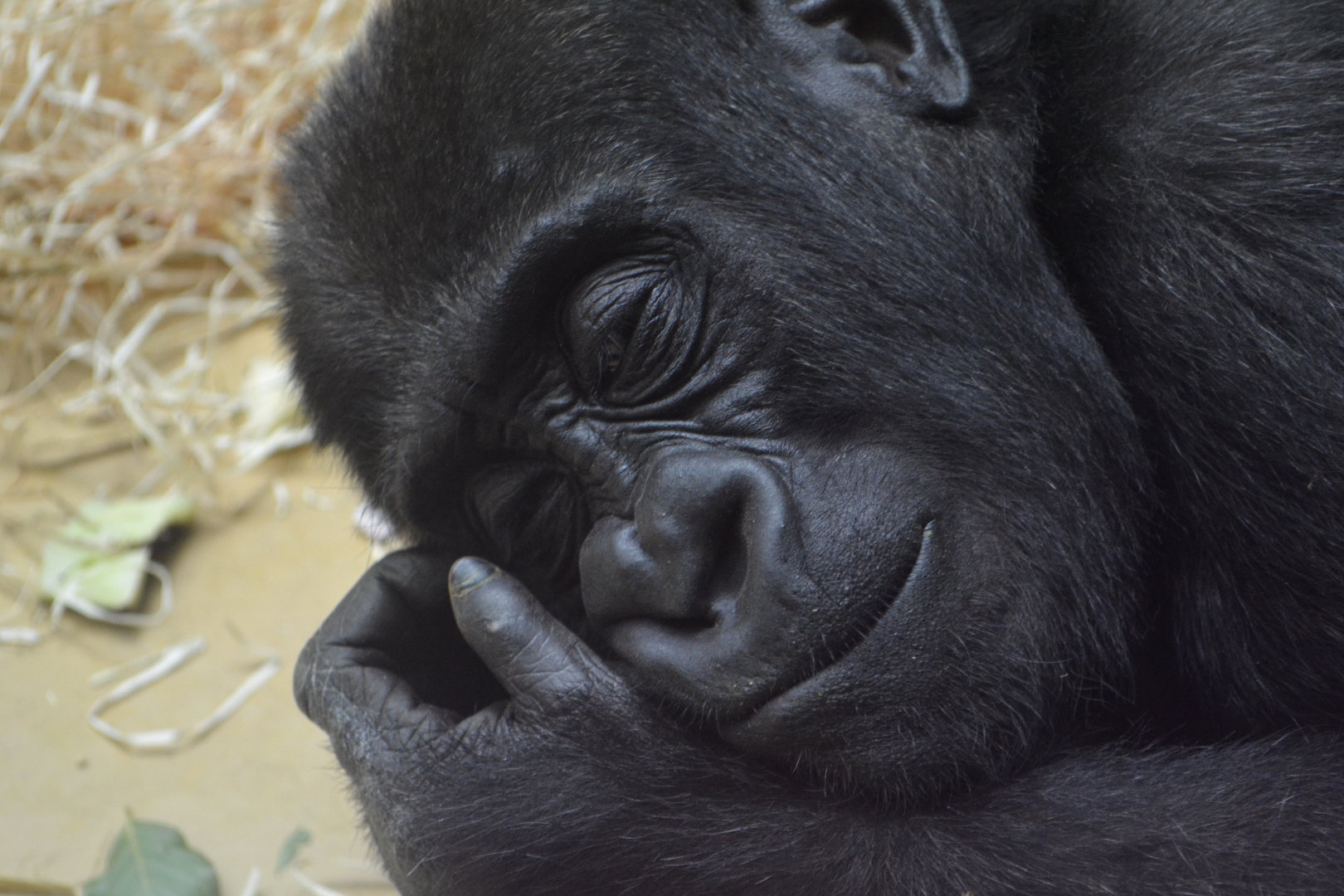 Gorillakind in der Wilhelma