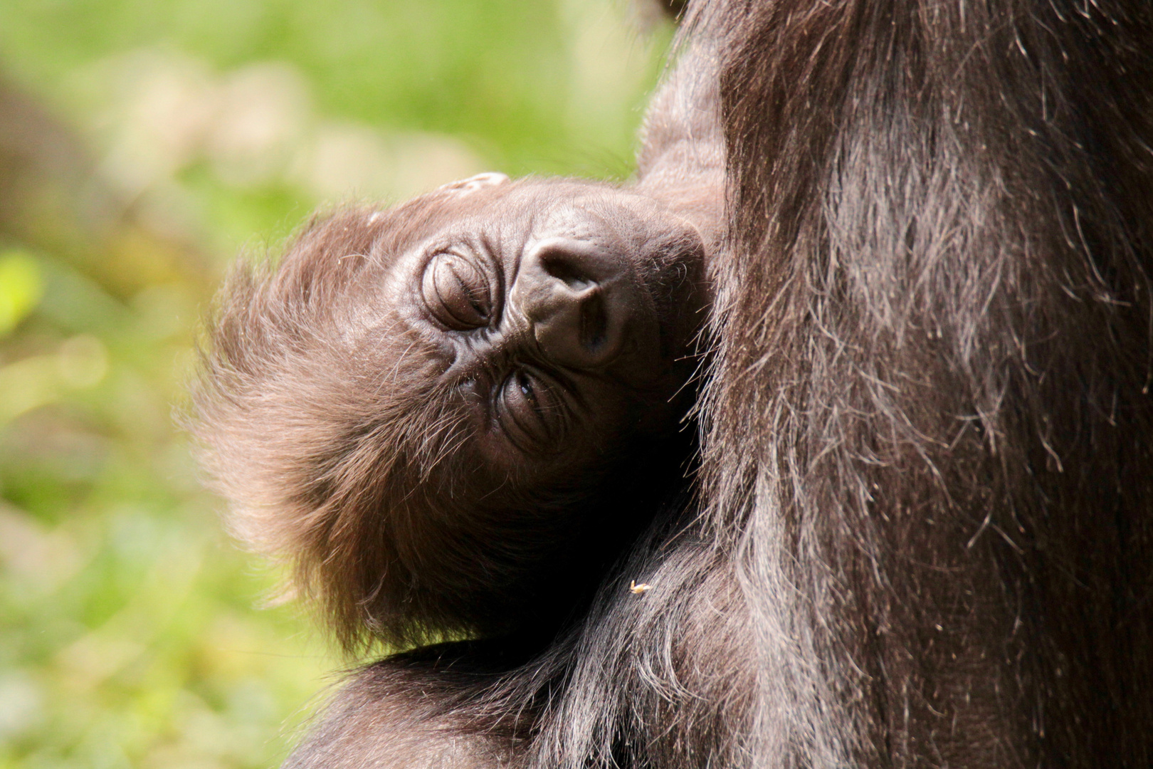 GORILLAKIND - in Mamas Arm bin ich sicher