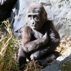 Gorillamädchen