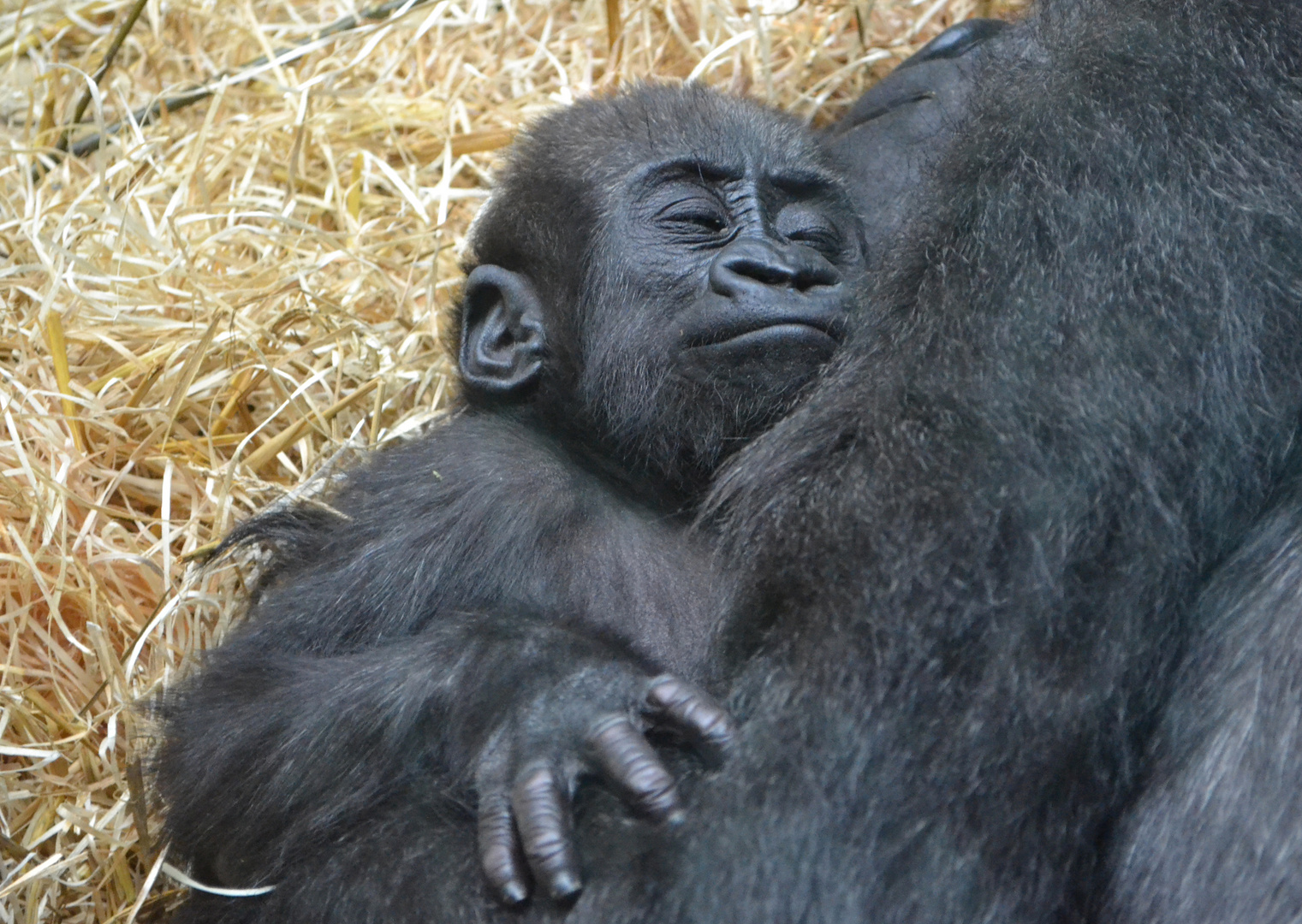 Gorillamädchen Milele in der Wilhelma (2)