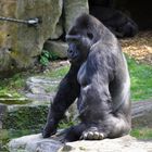 Gorillamännchen