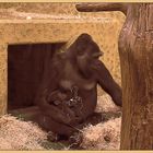 Gorillamama mit Baby