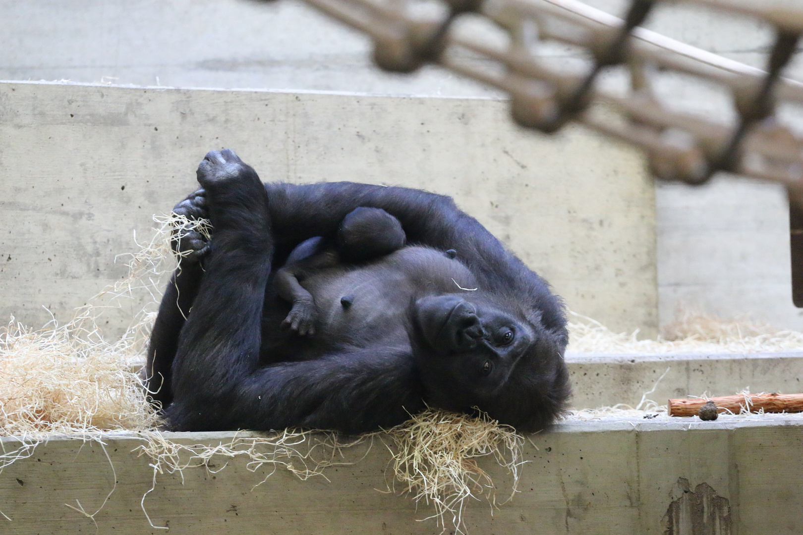 Gorillamama mit Baby Wilhelma Stuttgart