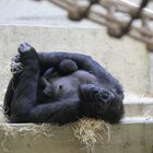 Gorillamama mit Baby Wilhelma Stuttgart