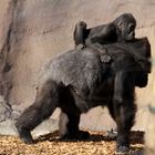 Gorillamama mit ihrem Kind