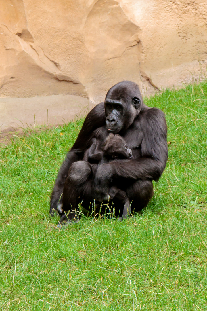 Gorillamama mit Nachwuchs