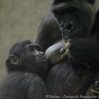 Gorillamama und ihr Baby